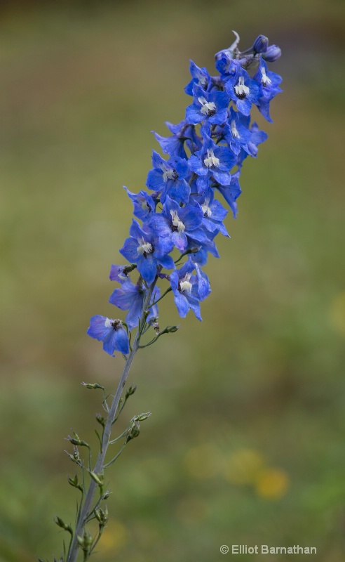 Alaskan Wildflowers 2