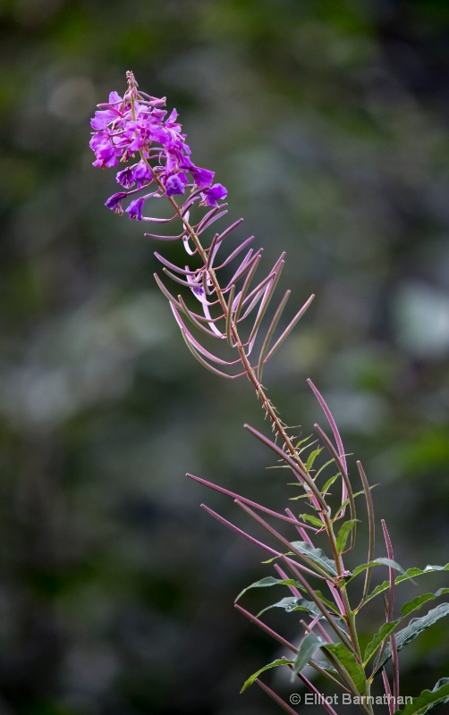 Alaskan Wildflowers 1