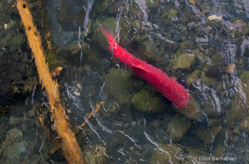 Sockeye Salmon 2