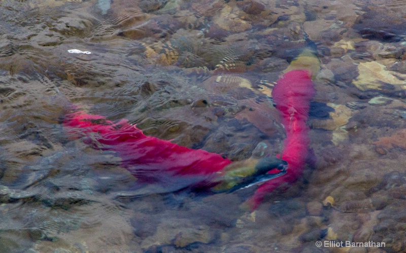 Sockeye Salmon