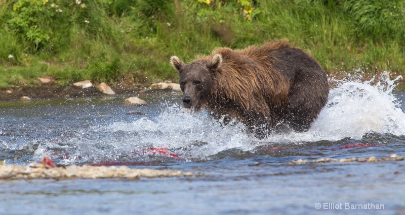 Chasing Sockeye Salmon 3