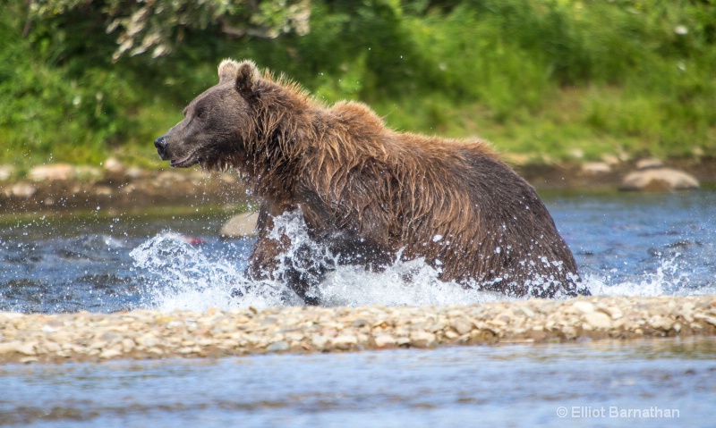 Chasing Sockeye Salmon 2