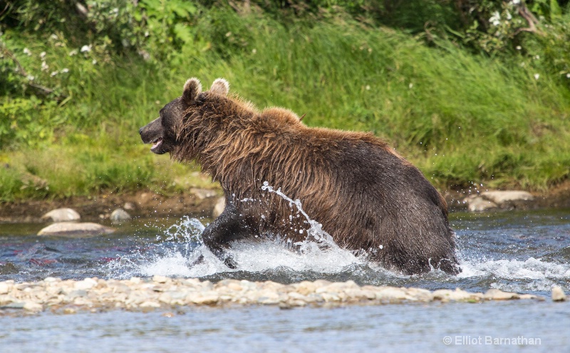 Chasing Sockeye Salmon 1