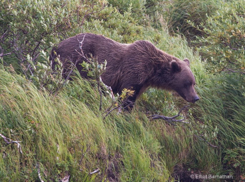 Alaskan Brown Bear