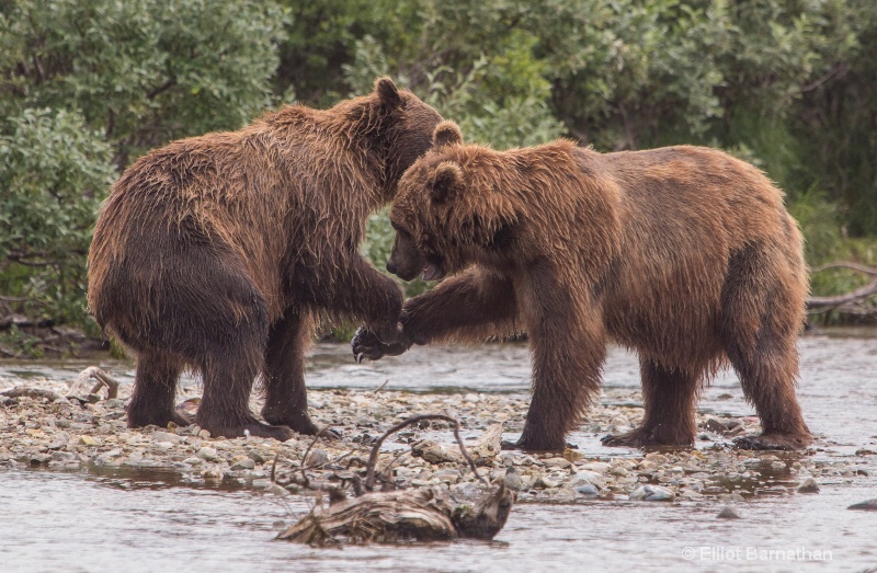 Brown Bears Wrestling 10