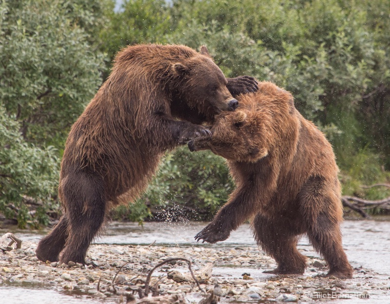 Brown Bears Wrestling 9