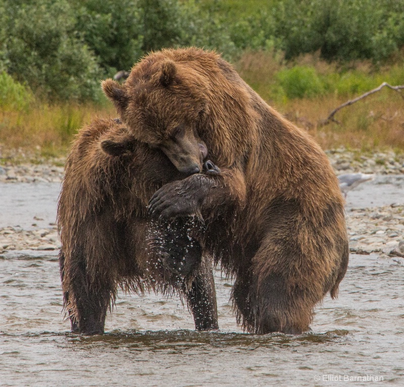 Brown Bears Wrestling 8