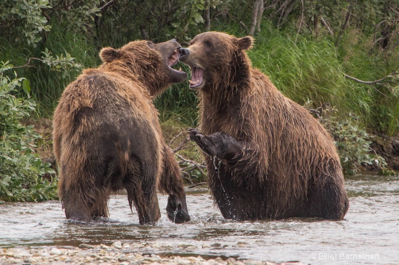 Brown Bears Wrestling 7