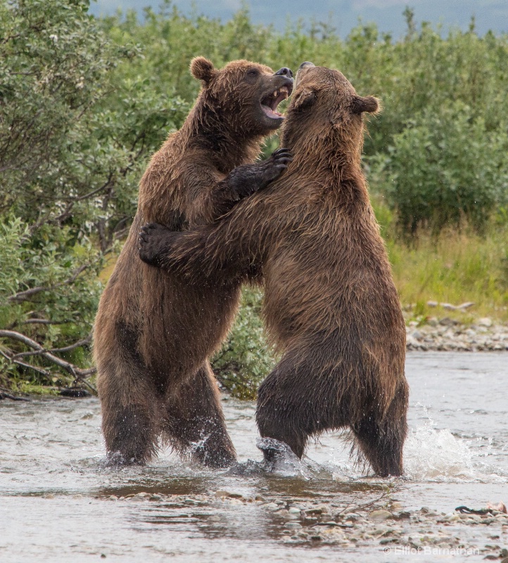 Brown Bears Wrestling 6