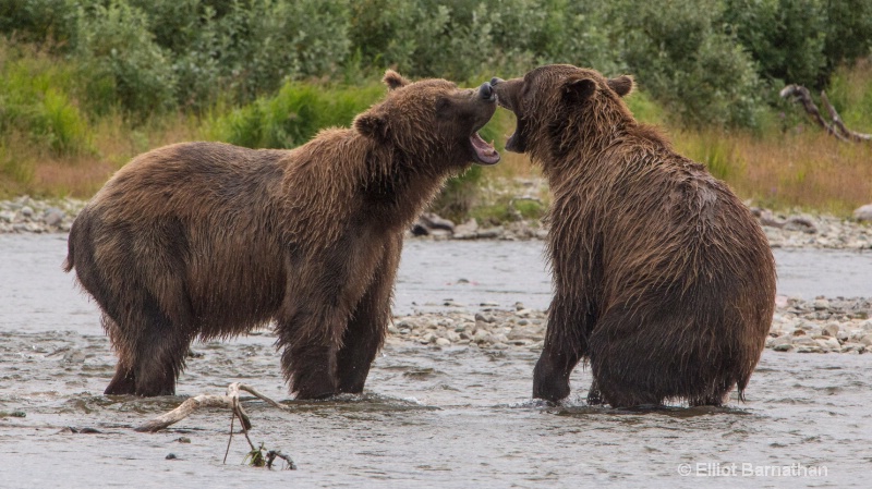 Brown Bears Wrestling 5