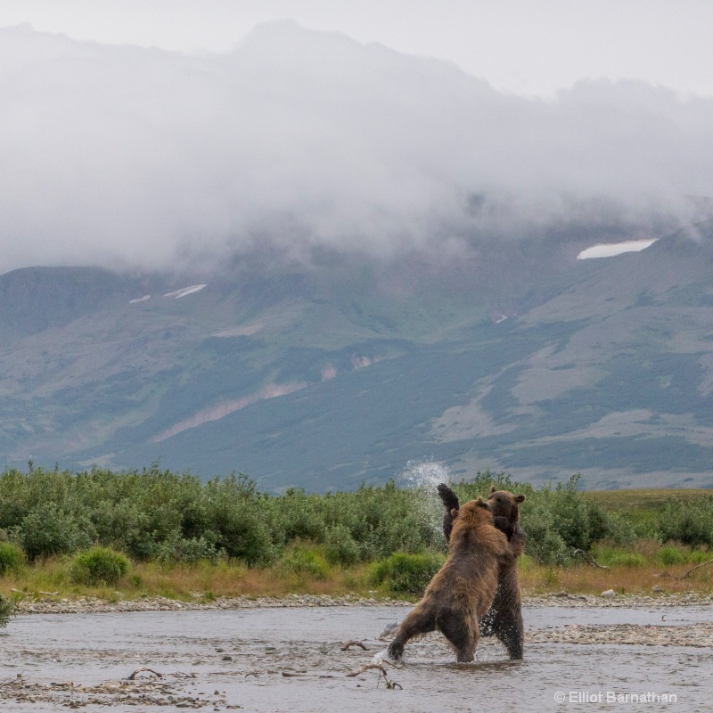 Brown Bears Wrestling 2