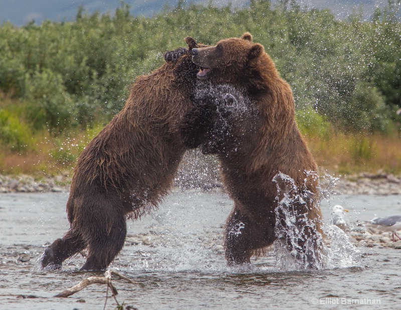 Brown Bears Wrestling 1