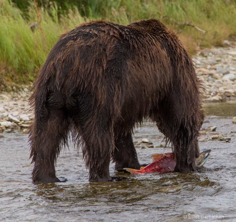 Fishing for Sockeye Salmon 3