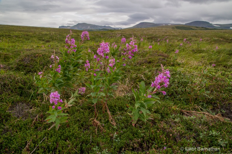 Alaskan Landscape