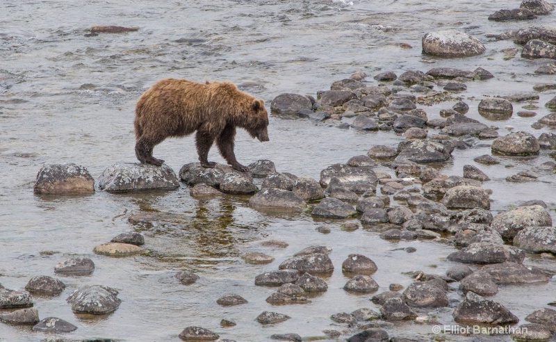 Alaskan Brown Bear