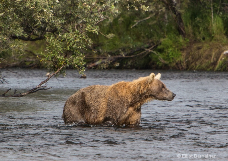 Brown Bear