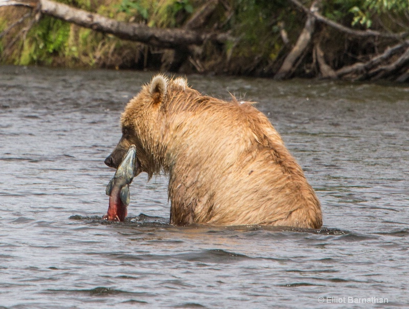 Fishing for Sockeye Salmon 2