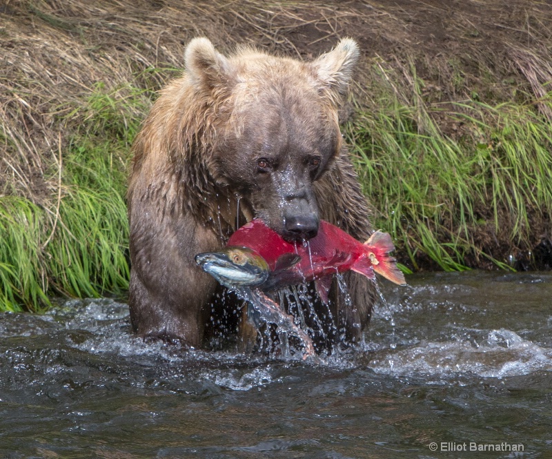 Fishing for Sockeye Salmon 1