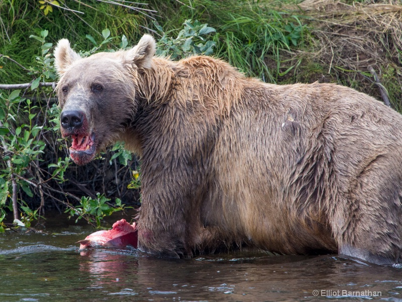 Salmon Anyone?