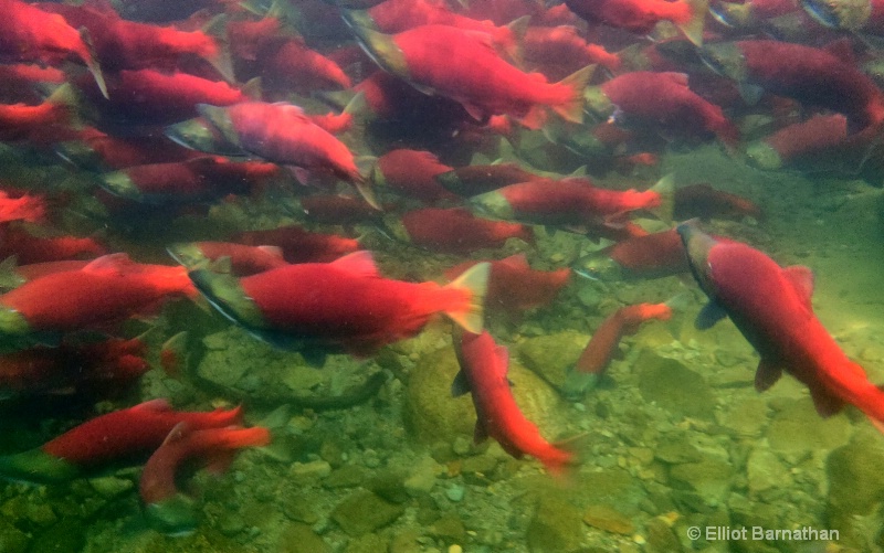 Sockeye Salmon