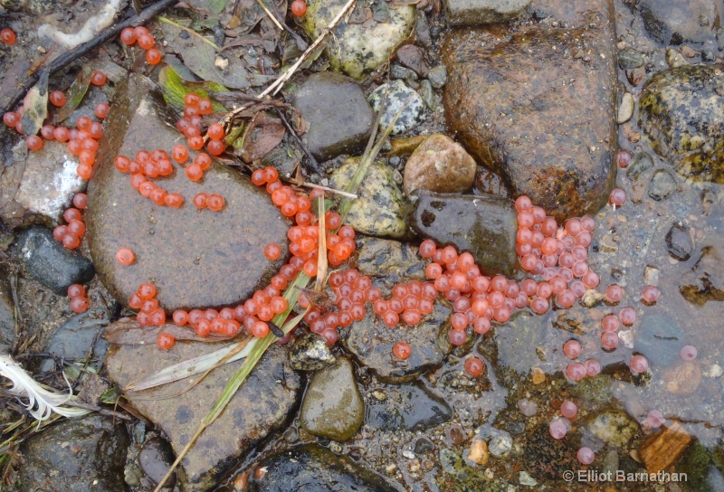 Sockeye Salmon Roe