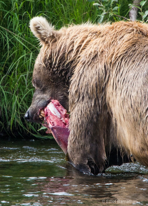 Feeding on Sockeye Salmon