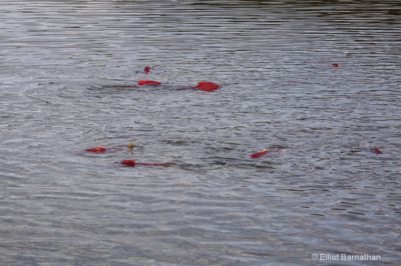 Spawning Sockeye Salmon 2