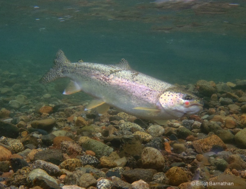 Rainbow Trout 4