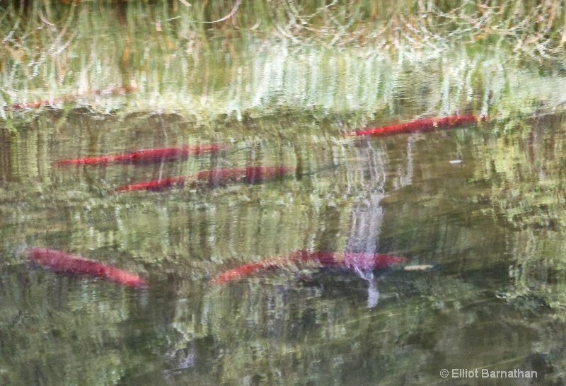 Spawning Sockeye Salmon