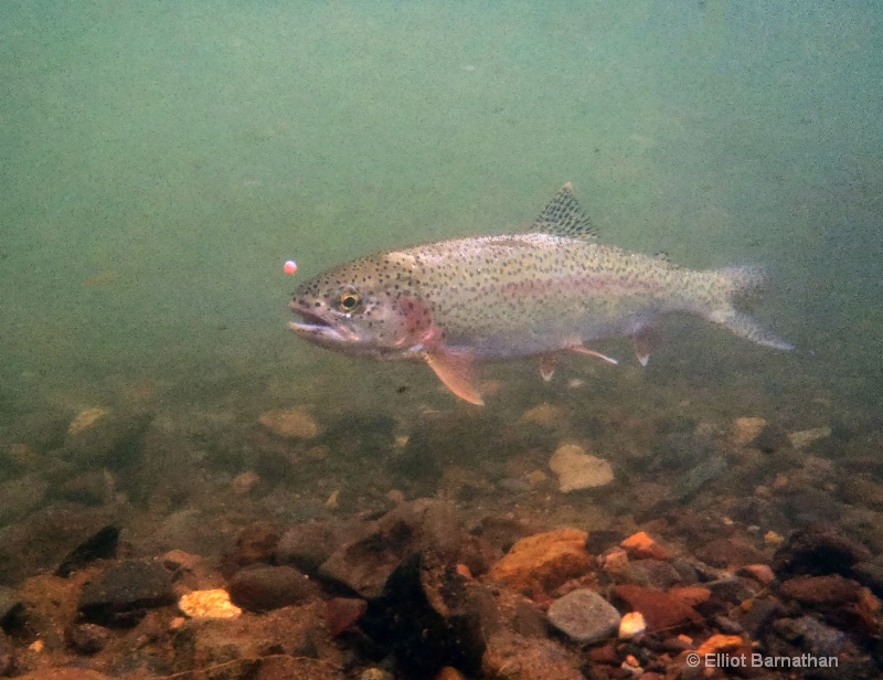 Rainbow Trout