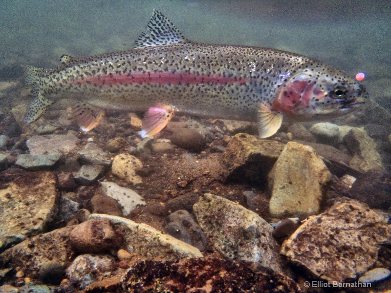 Alaskan Rainbow Trout