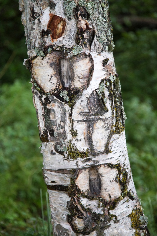 Alaskan Tree