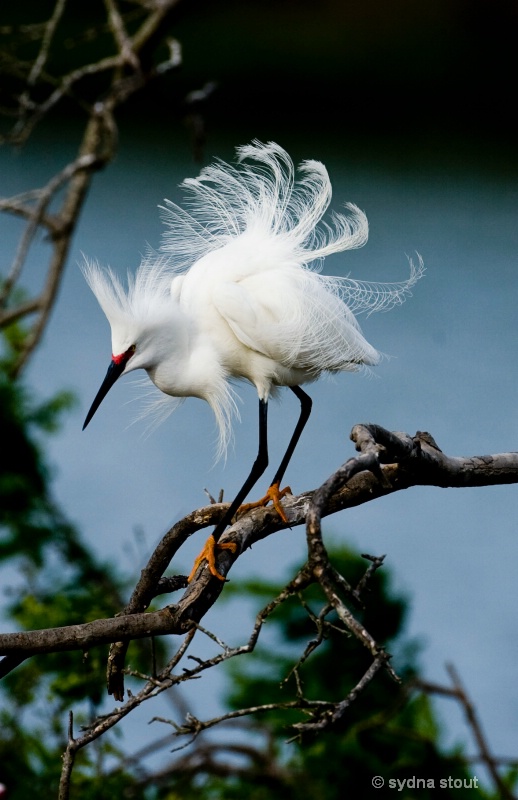 little egret .