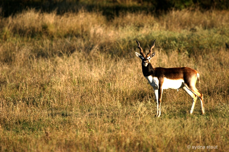 black buck antelope