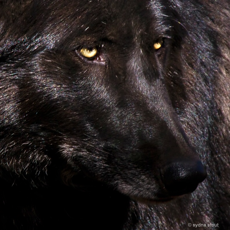 black wolf potrait