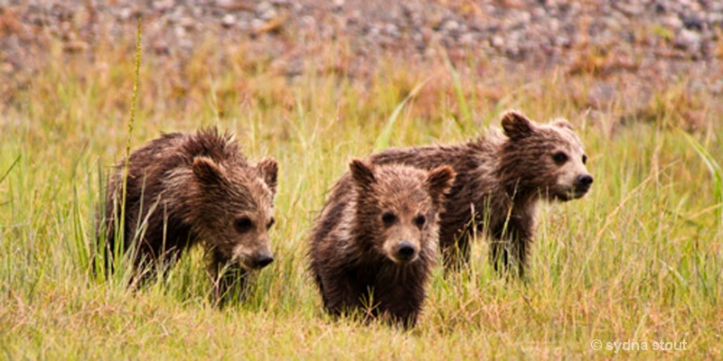  coastal brown bear triplets