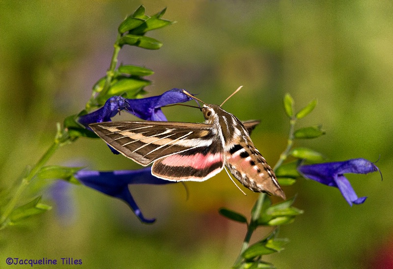 White-lined Sphinx Moth