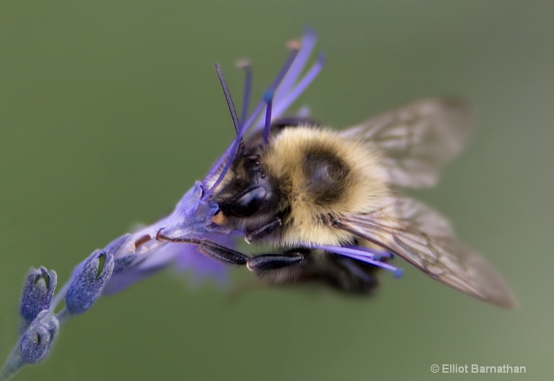 The Hunt for Nectar