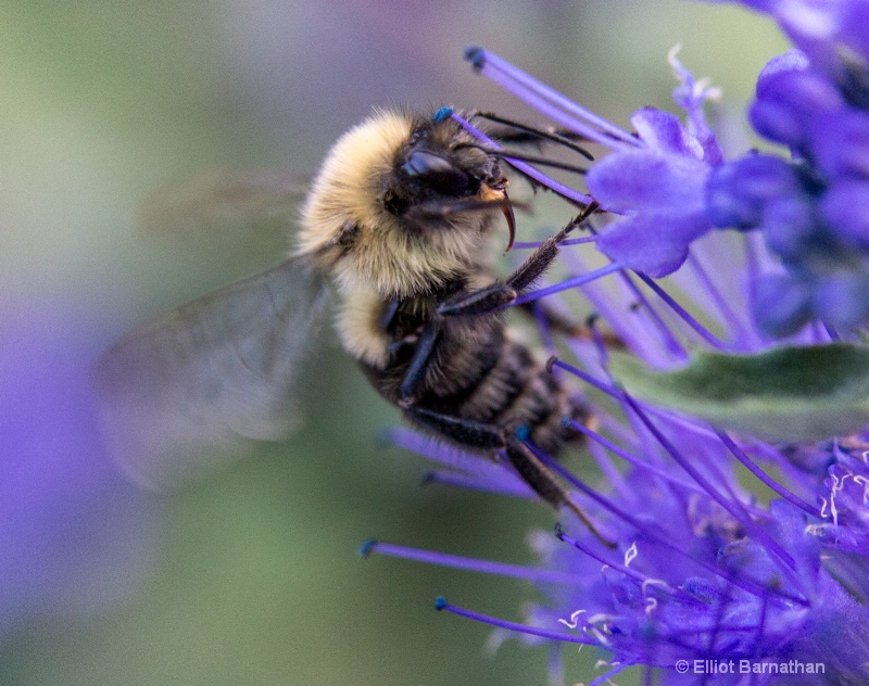 Pollination