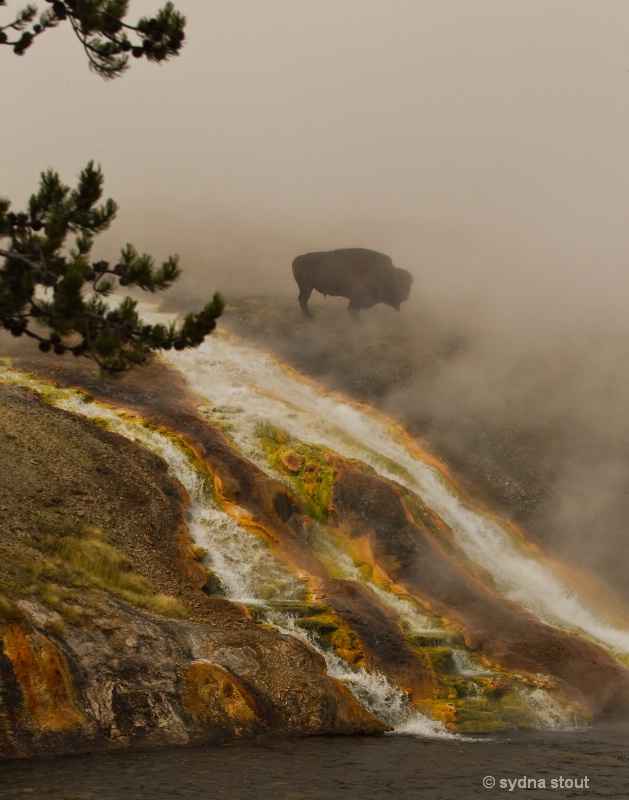 Yellowstone Bison