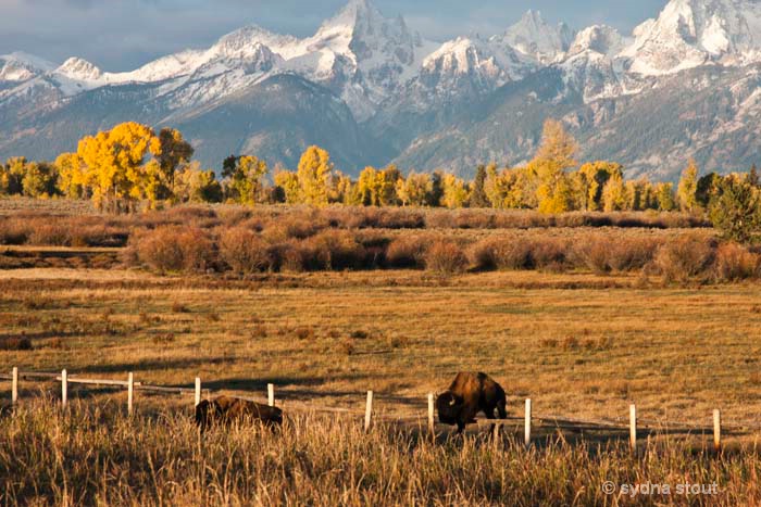 Bison Jumping the Fence