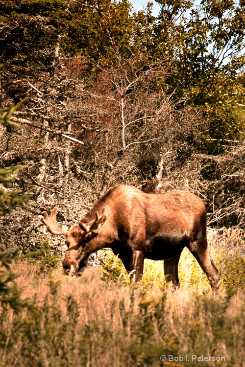 Moose in the wild