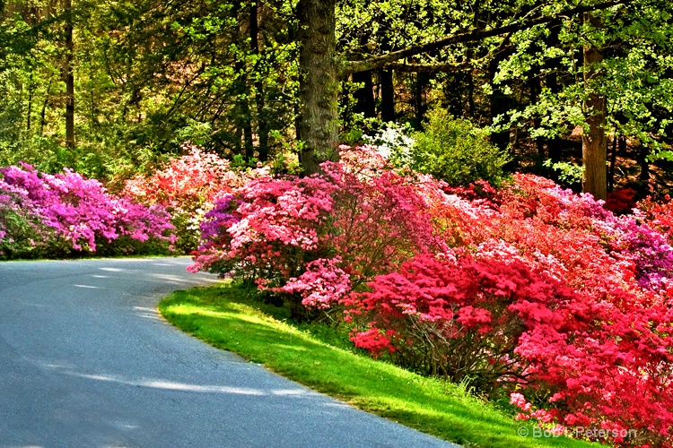 azaleas at the Biltmore