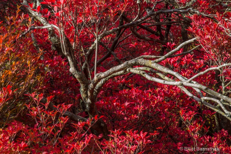 Morris Arboretum 14