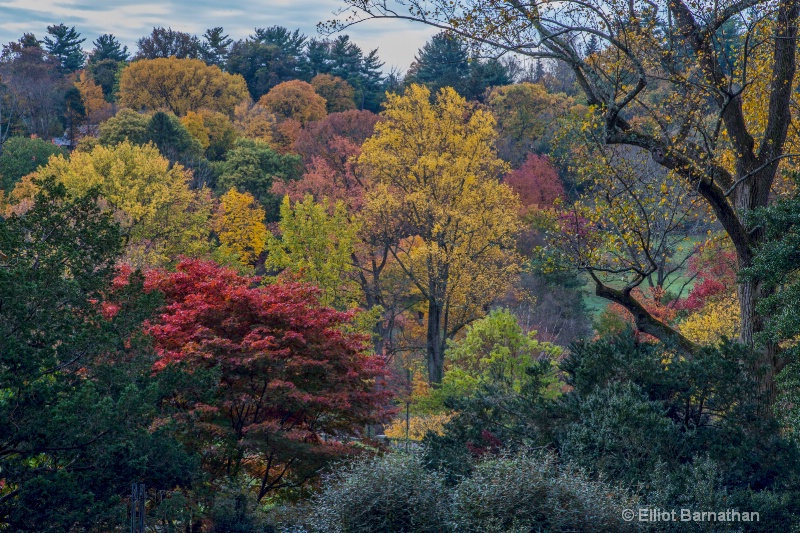 Morris Arboretum 13