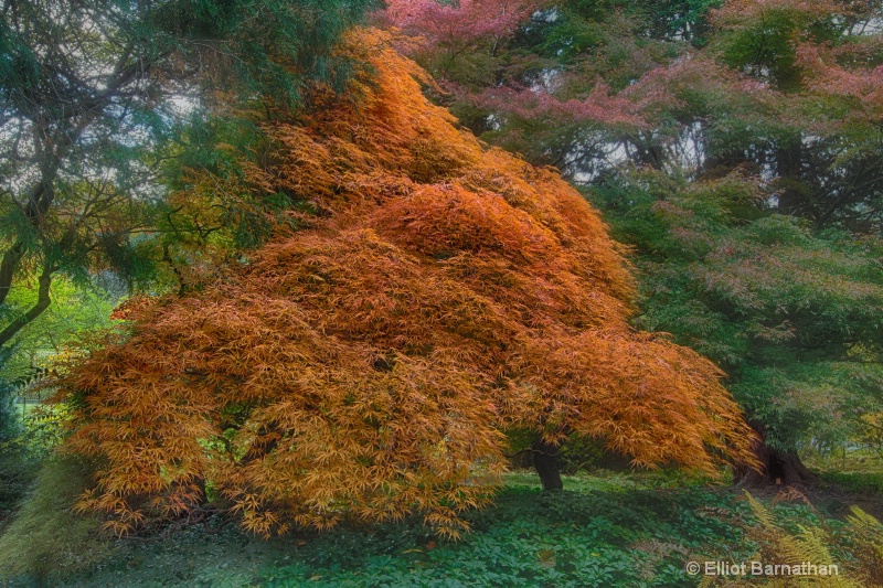 Morris Arboretum 10