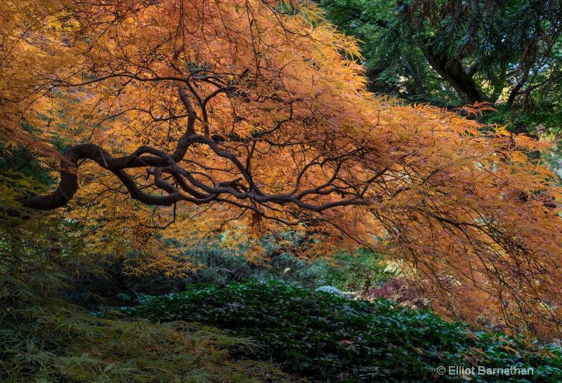 Morris Arboretum 8