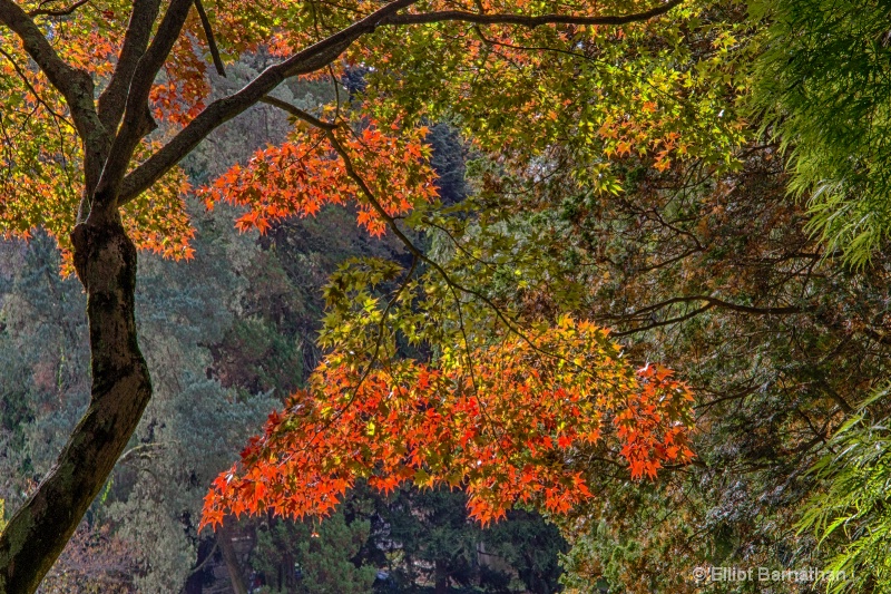 Morris Arboretum 7