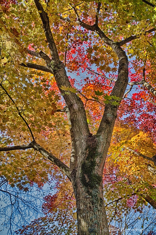 Morris Arboretum 4