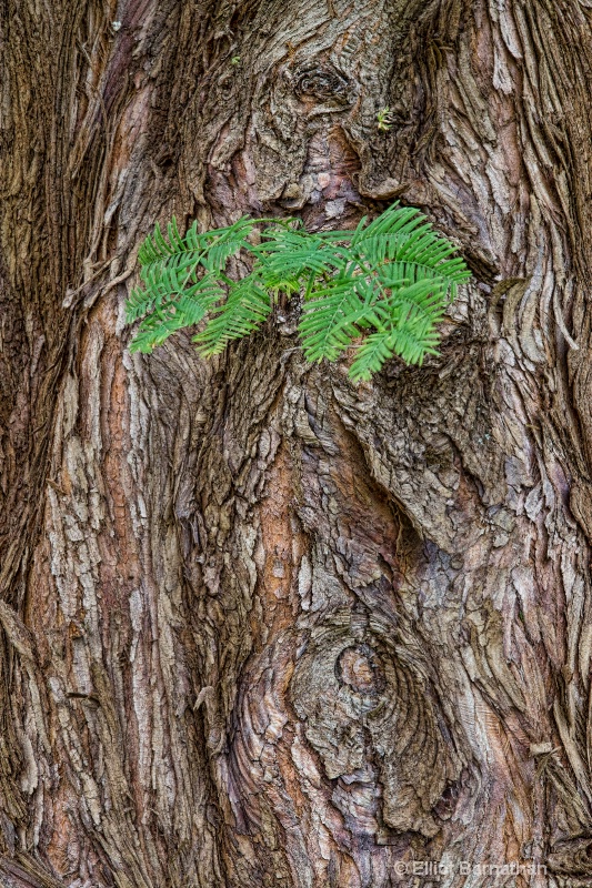 Morris Arboretum 2